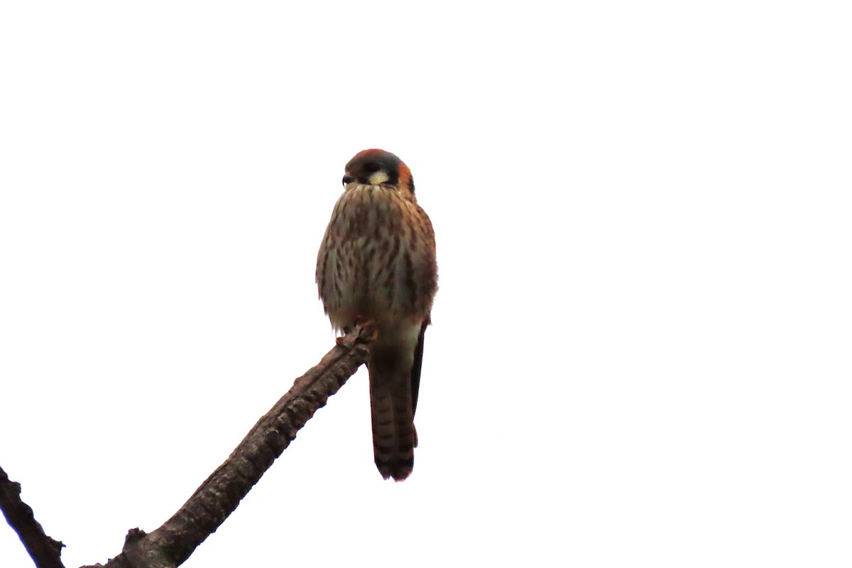 American Kestrel - ML646545588