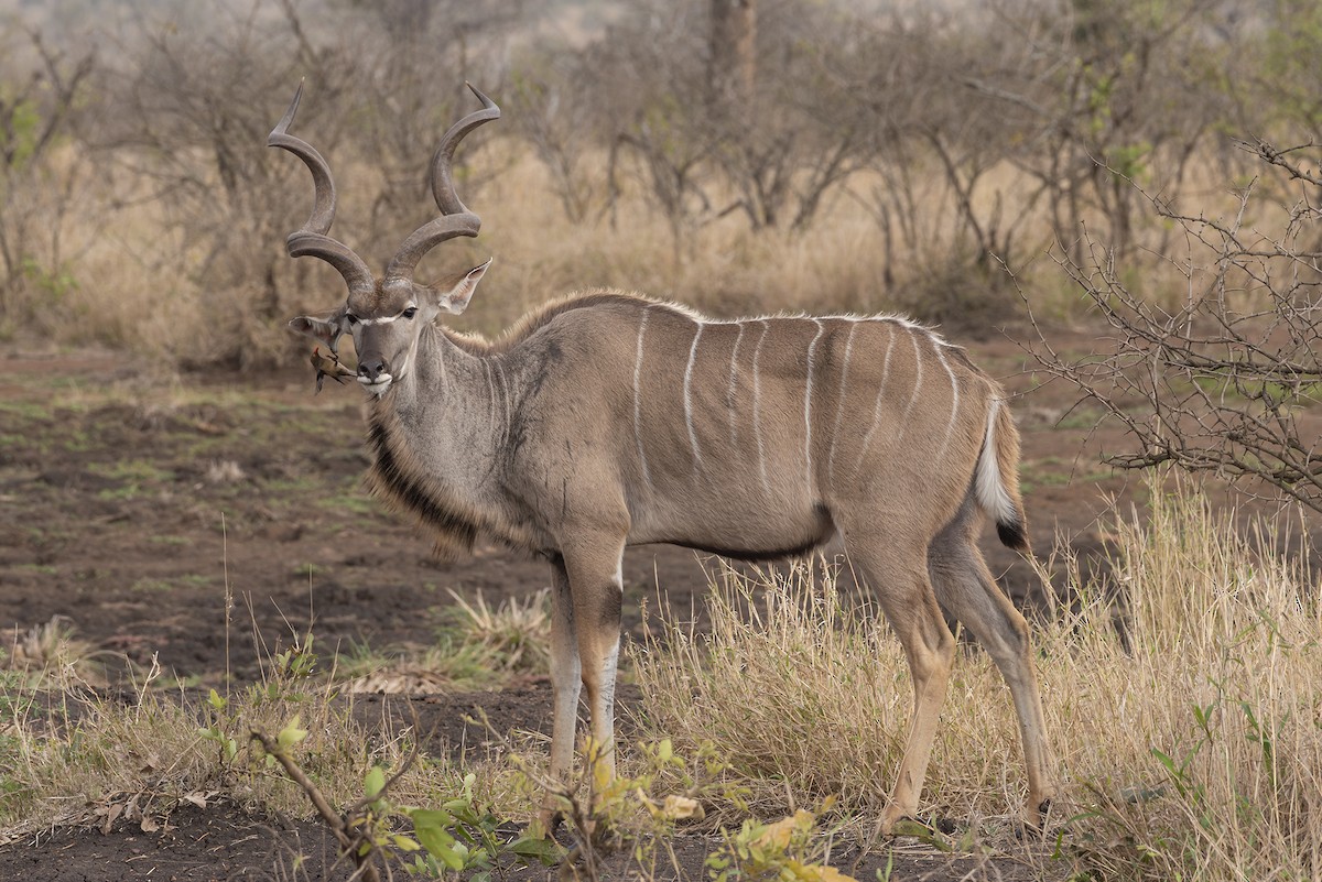 Southern Greater Kudu - ML646545589