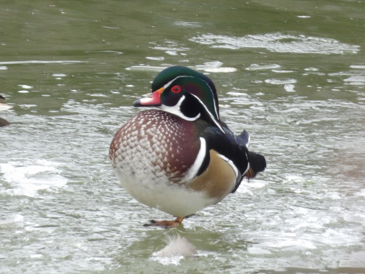 Каролинская утка - ML646545591