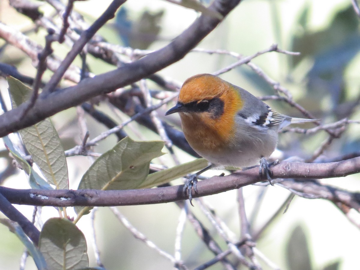 Olive Warbler - ML646545592