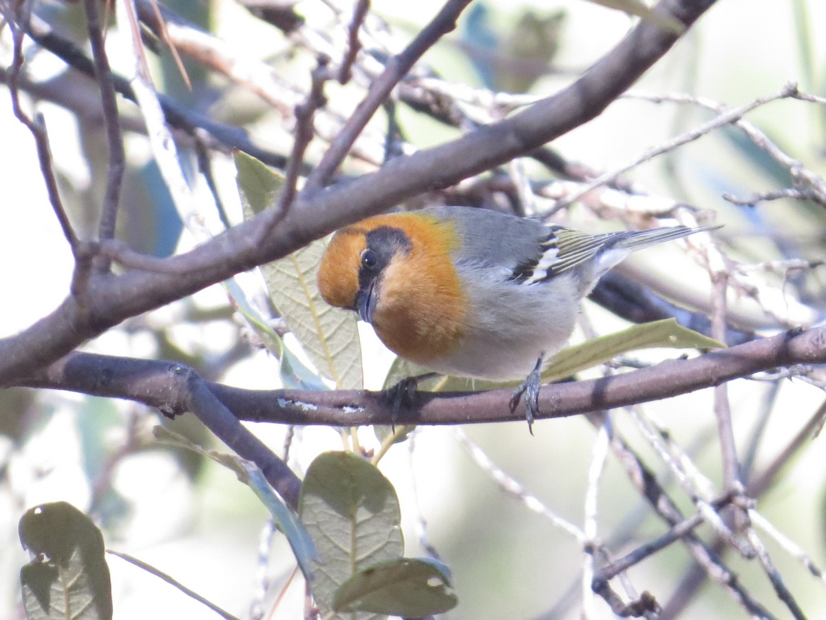 Olive Warbler - ML646545593