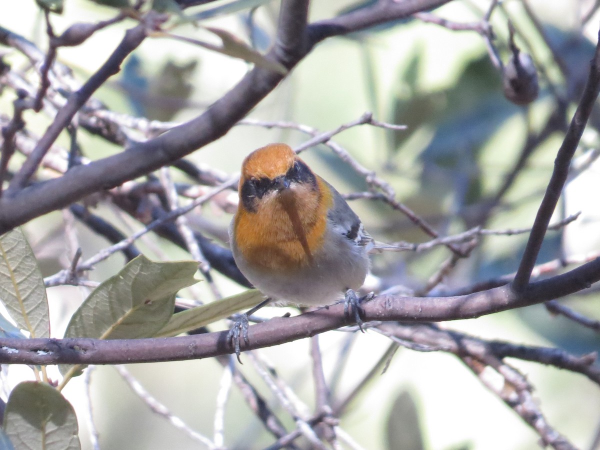 Olive Warbler - ML646545594