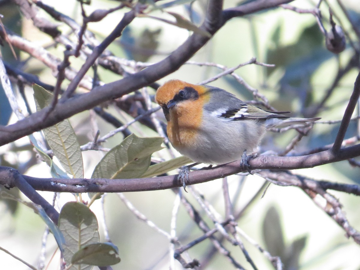 Olive Warbler - ML646545595