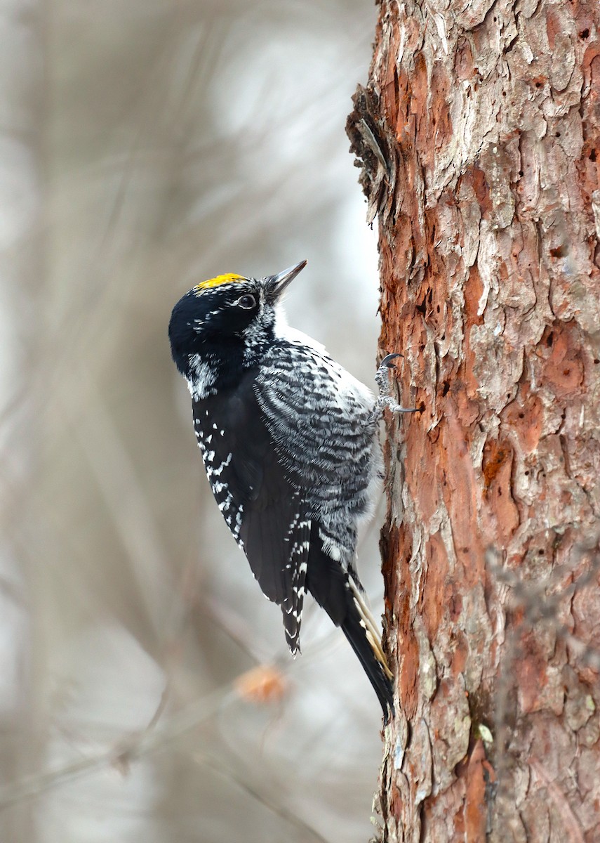 American Three-toed Woodpecker - ML646545596