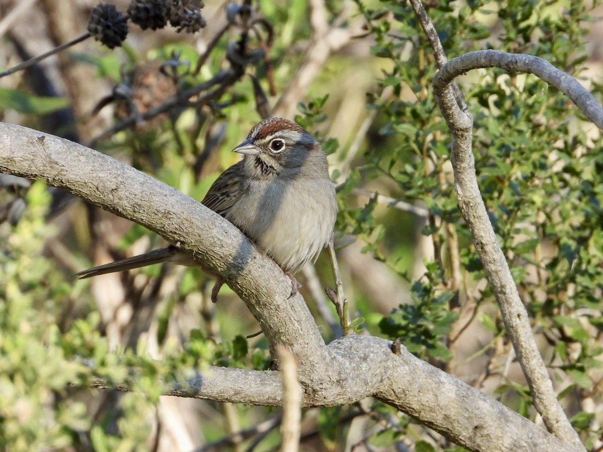 Rufous-crowned Sparrow - ML646545599