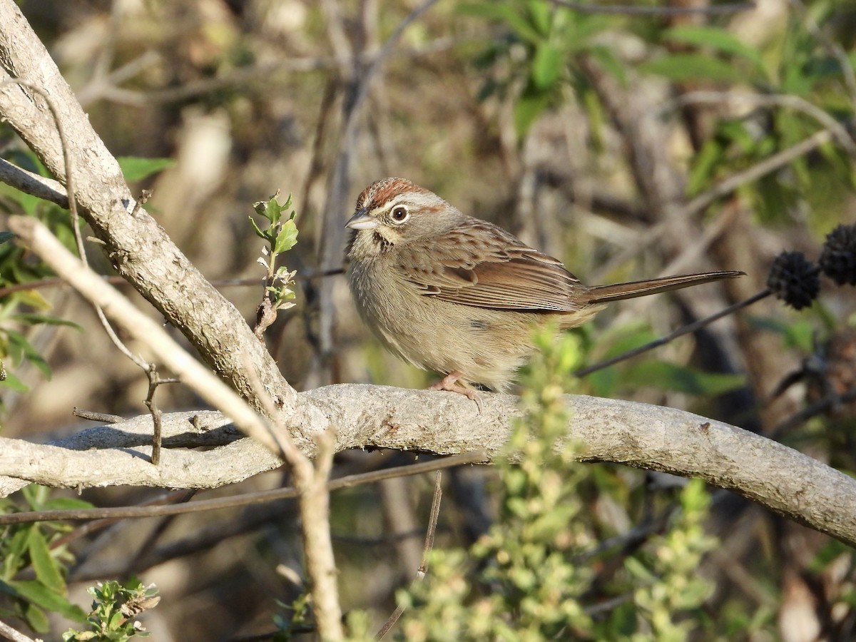 Rufous-crowned Sparrow - ML646545600