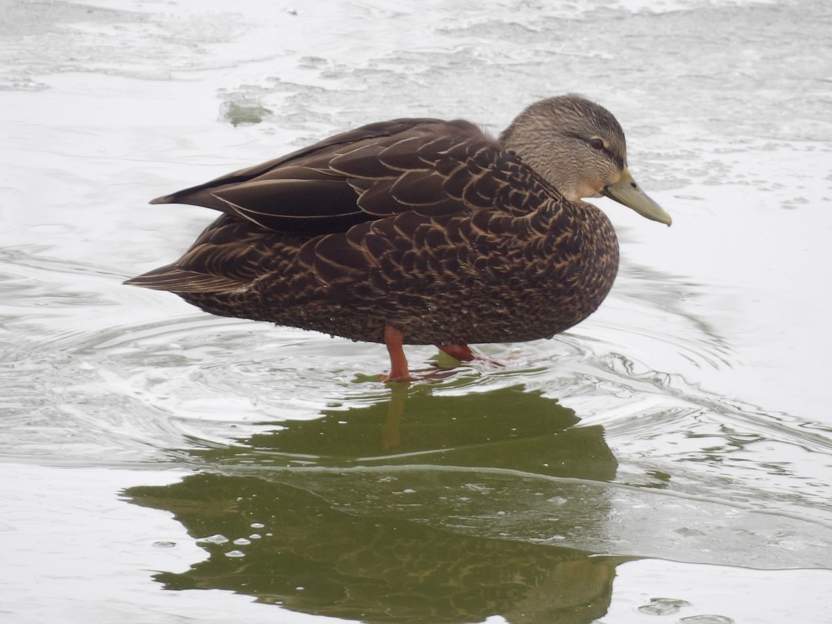 Американская кряква - ML646545604