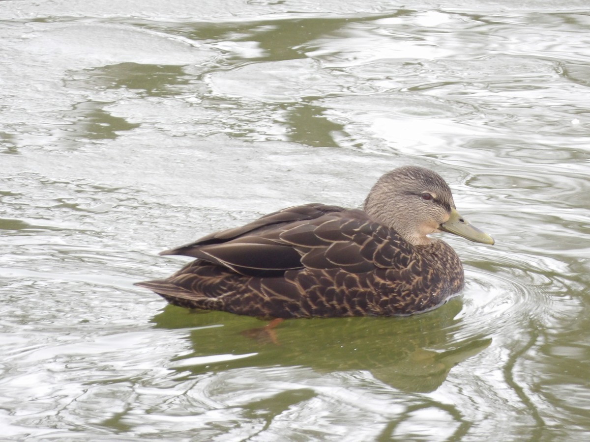 Американская кряква - ML646545605