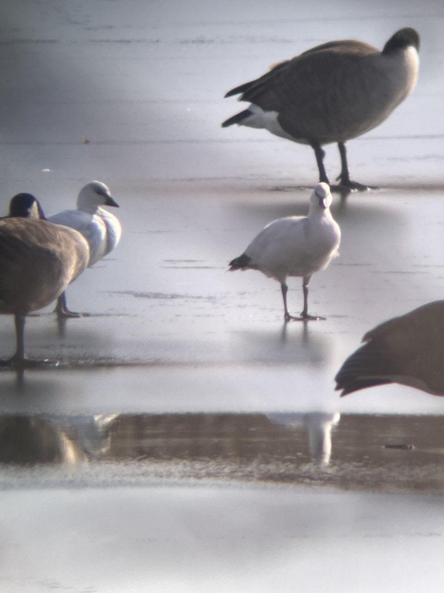 Ross's Goose - ML646545607