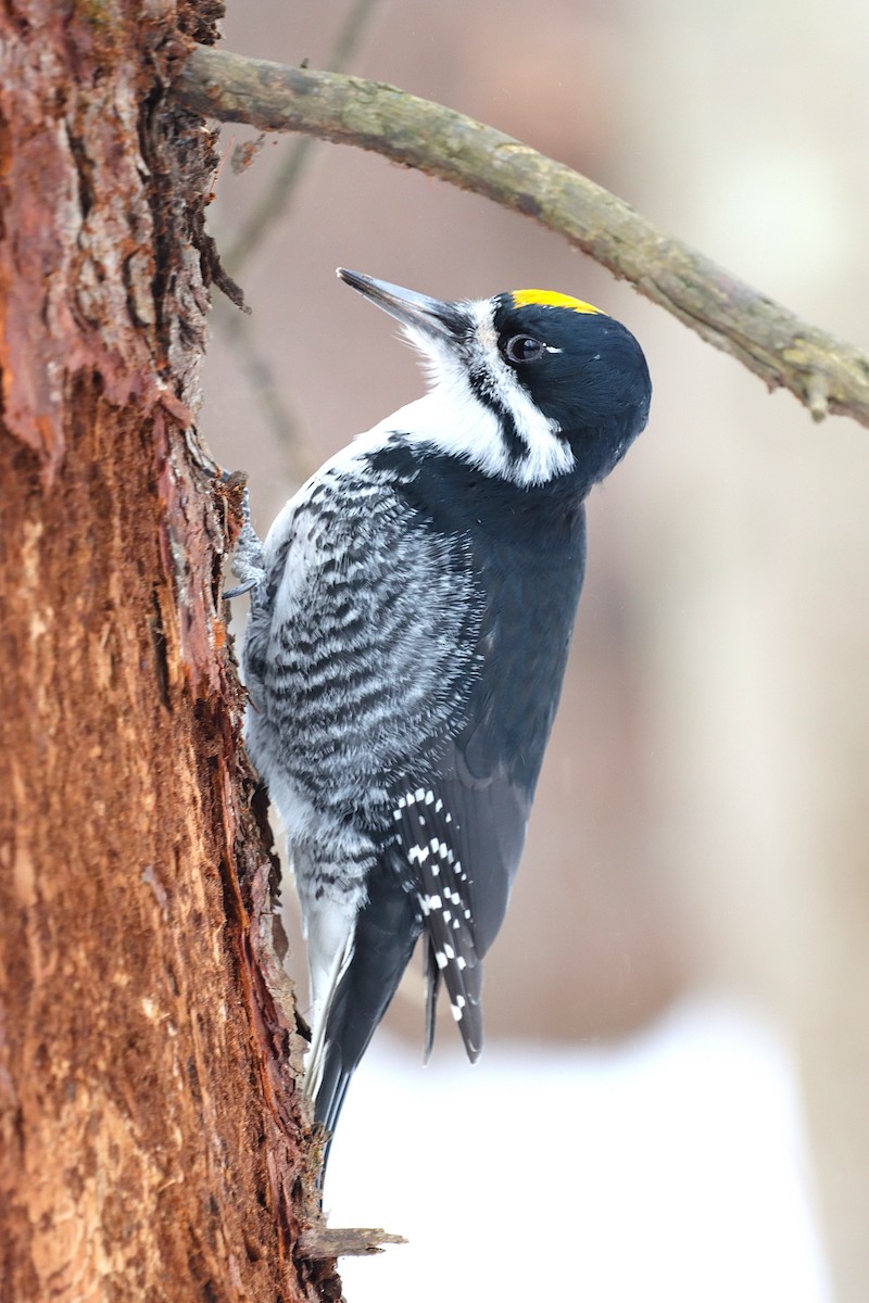 Black-backed Woodpecker - ML646545609