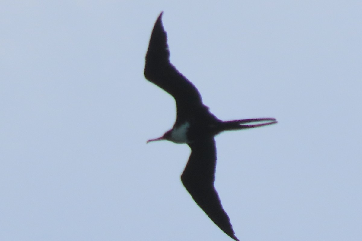 Great Frigatebird - ML646545610