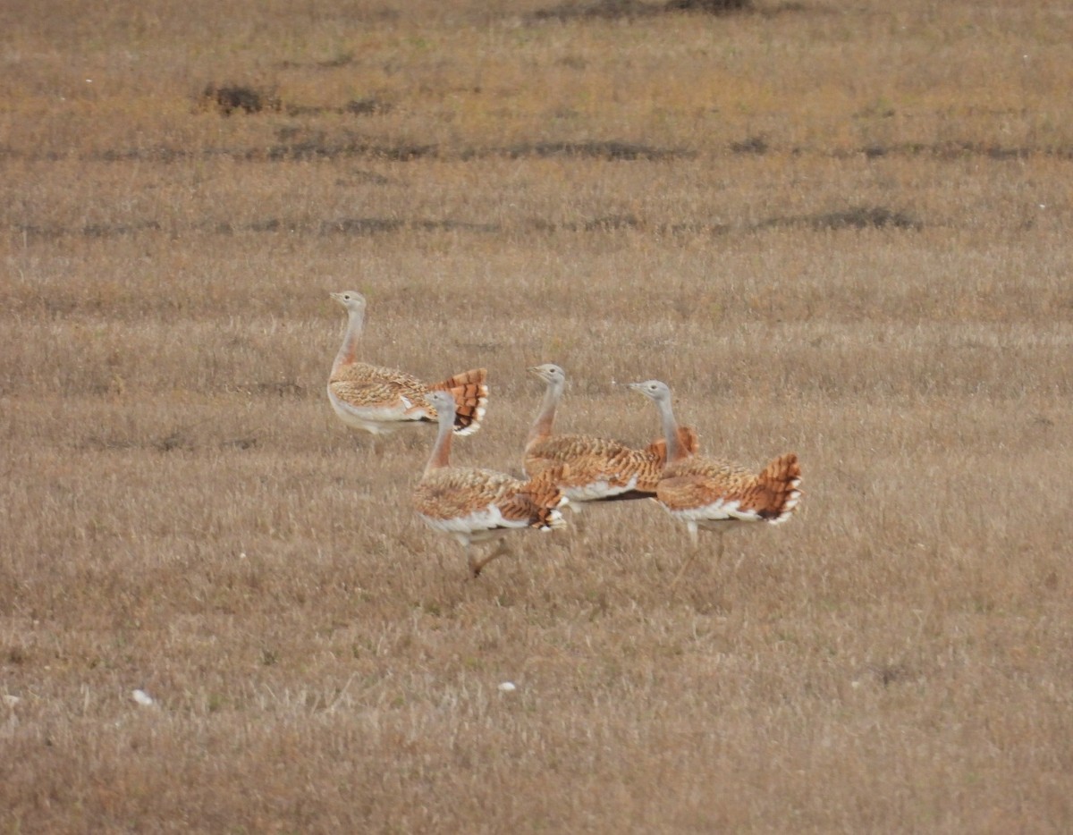 Great Bustard - ML646545611