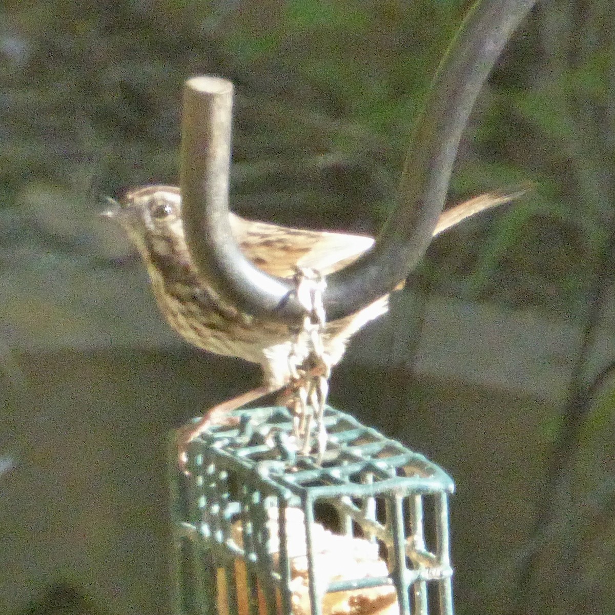 Song Sparrow - ML646545612