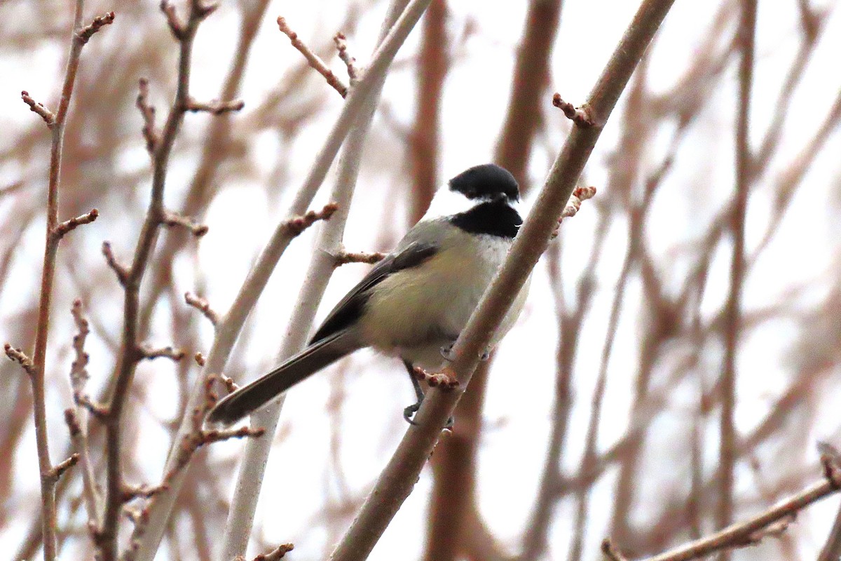 Black-capped Chickadee - ML646545617