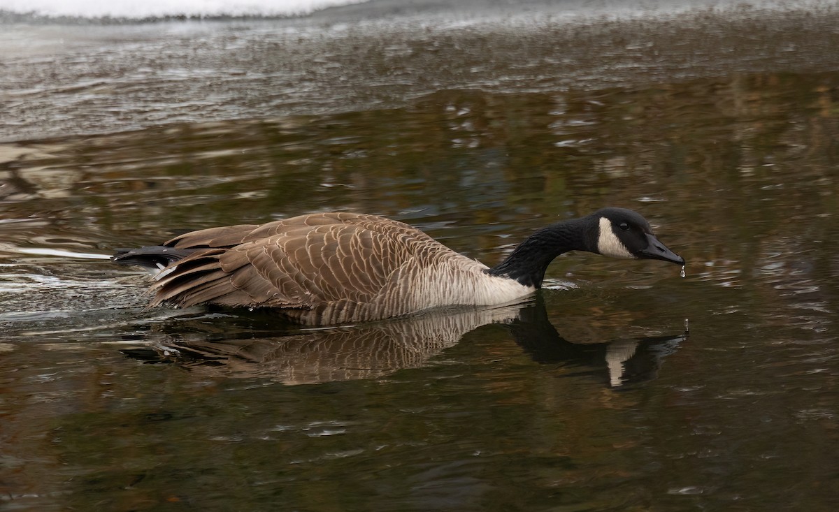 Canada Goose - ML646545618