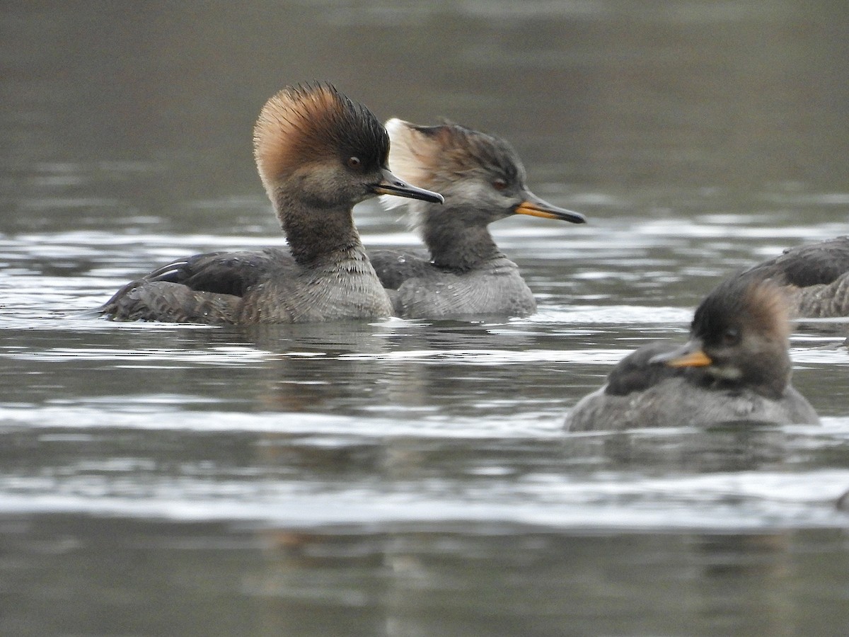 Hooded Merganser - ML646545619