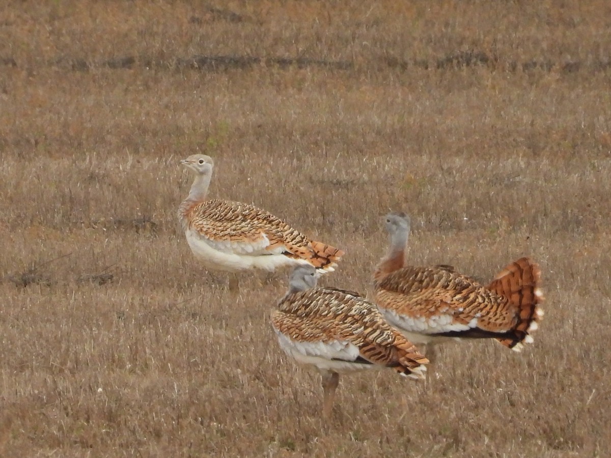 Great Bustard - ML646545620