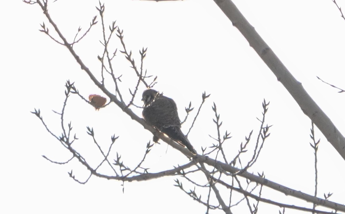 American Kestrel - ML646545623