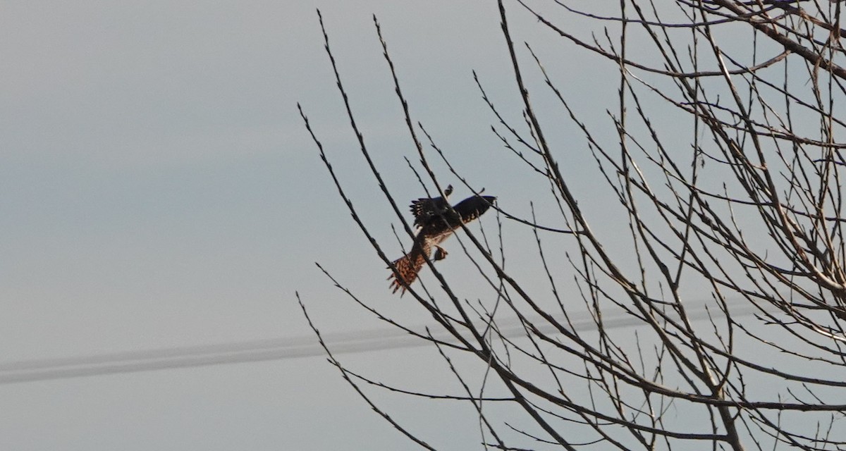 American Kestrel - ML646545624