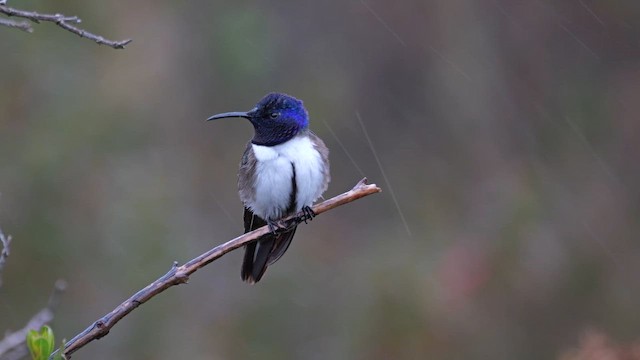 Ecuadorian Hillstar - ML646545625