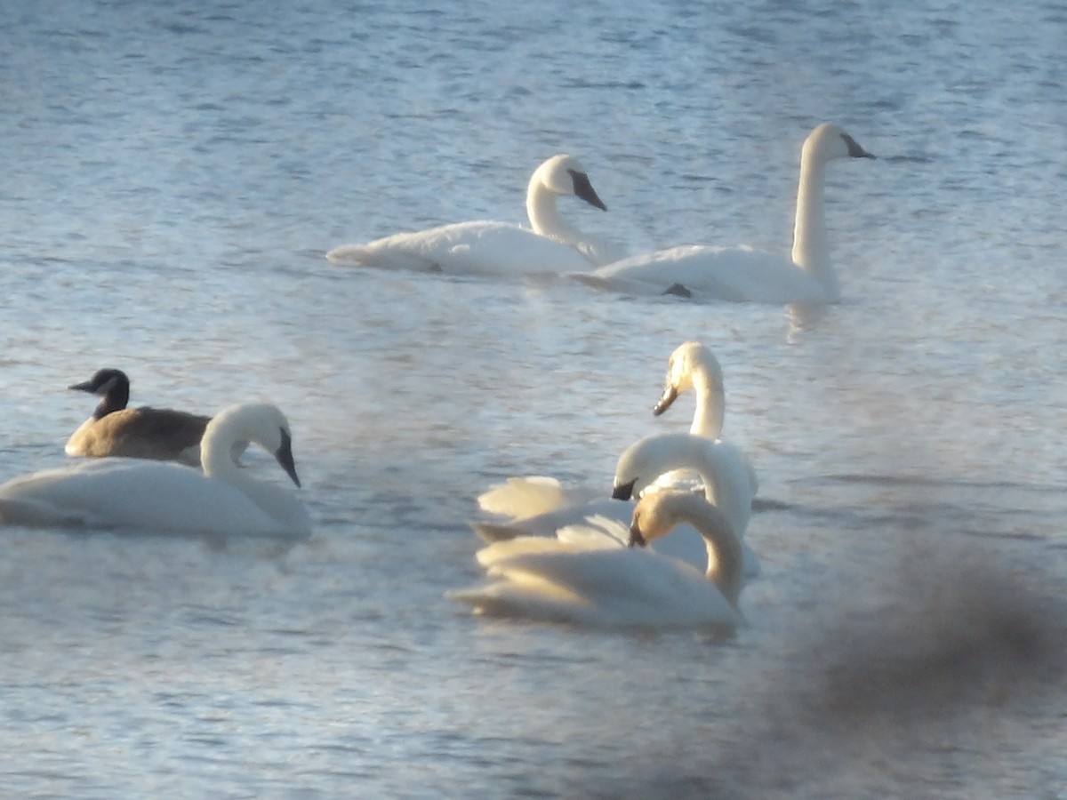 Trumpeter Swan - ML646545626