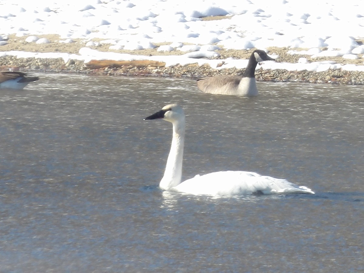 Trumpeter Swan - ML646545627