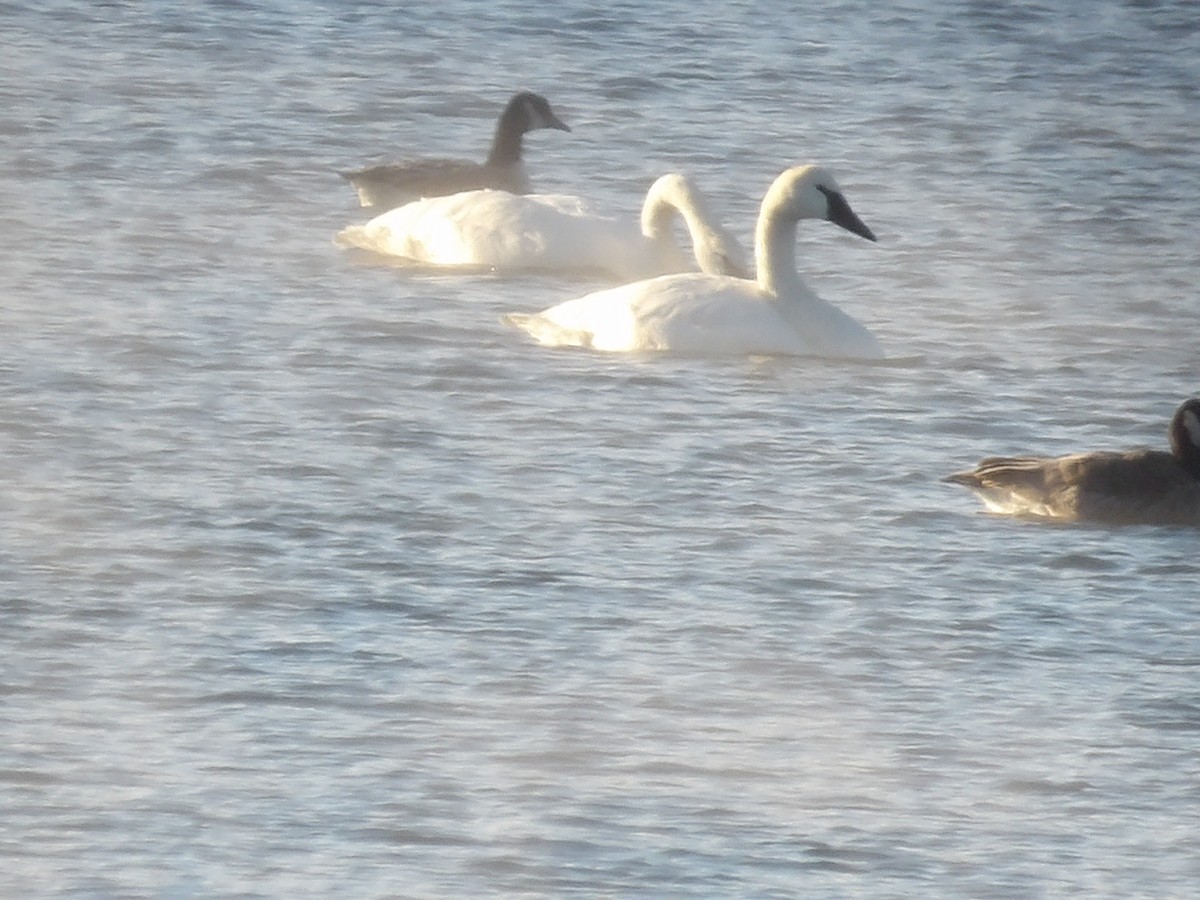 Trumpeter Swan - ML646545628
