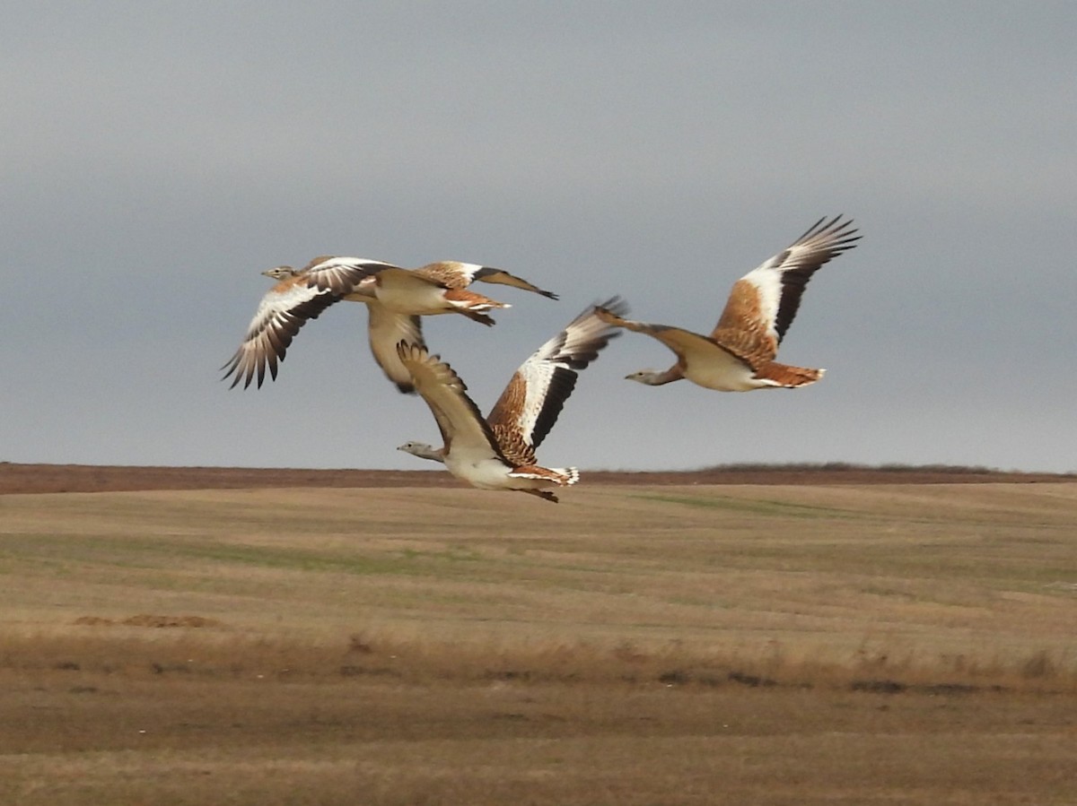 Great Bustard - ML646545630