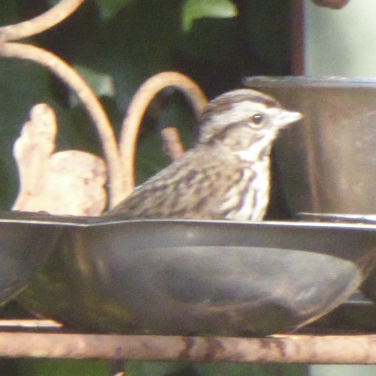 Song Sparrow - ML646545632