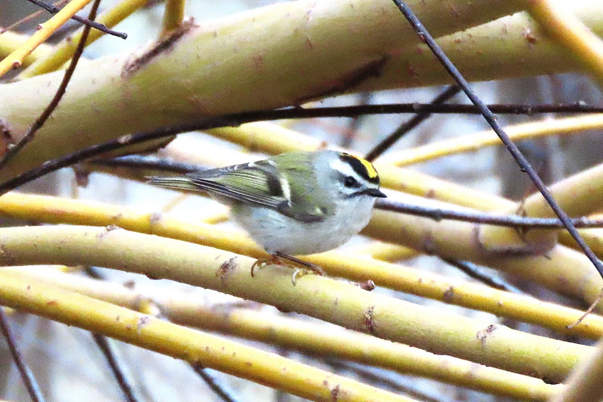 Golden-crowned Kinglet - ML646545635