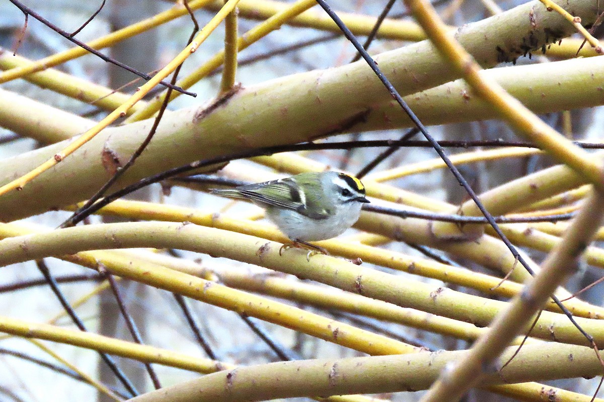 Golden-crowned Kinglet - ML646545636