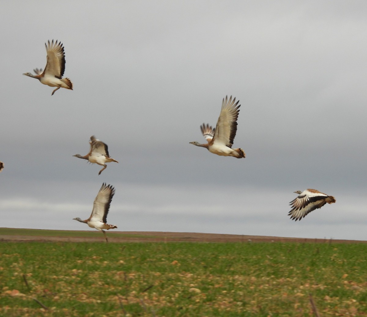 Great Bustard - ML646545637