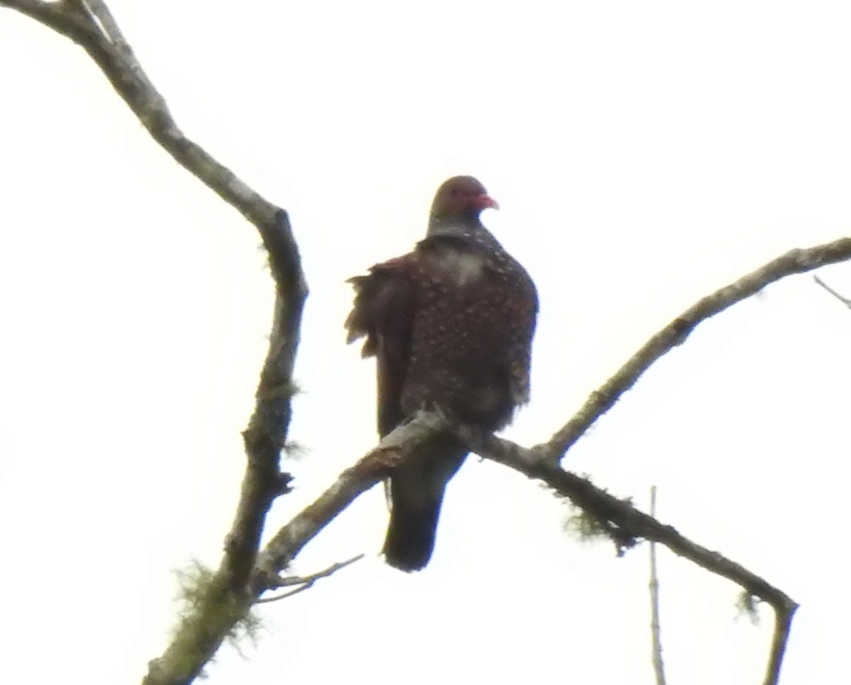 Paloma Escamosa - ML646545638