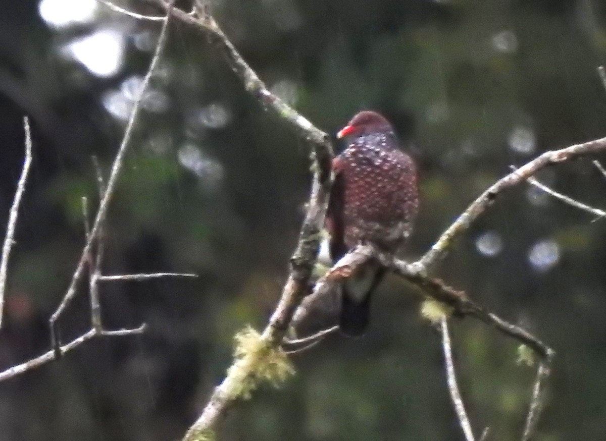 Paloma Escamosa - ML646545639