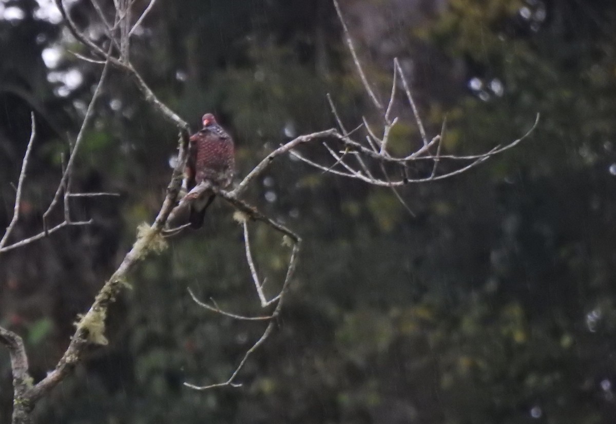 Paloma Escamosa - ML646545640