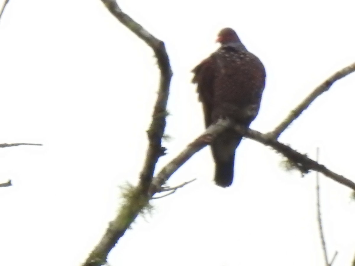 Paloma Escamosa - ML646545641