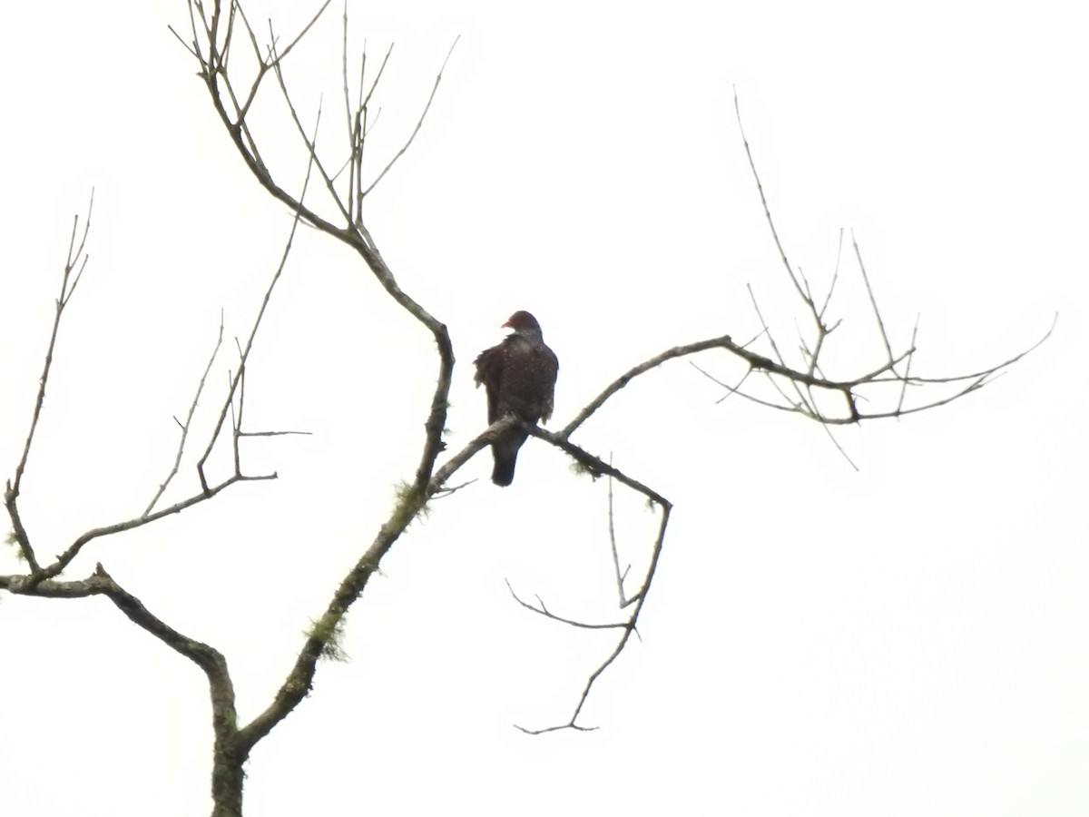 Paloma Escamosa - ML646545642