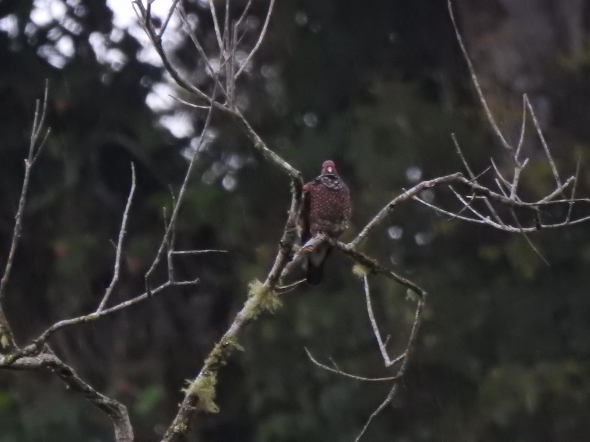 Paloma Escamosa - ML646545643