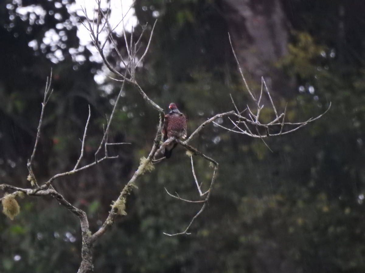 Paloma Escamosa - ML646545644