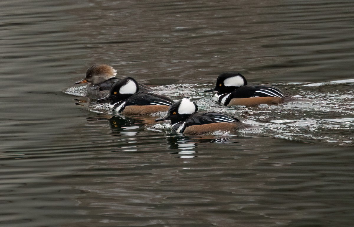 Hooded Merganser - ML646545645
