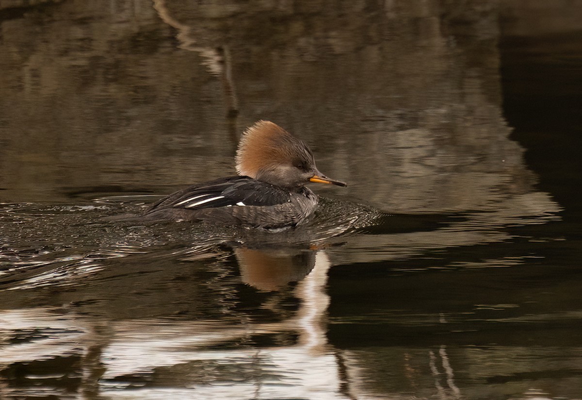 Hooded Merganser - ML646545646