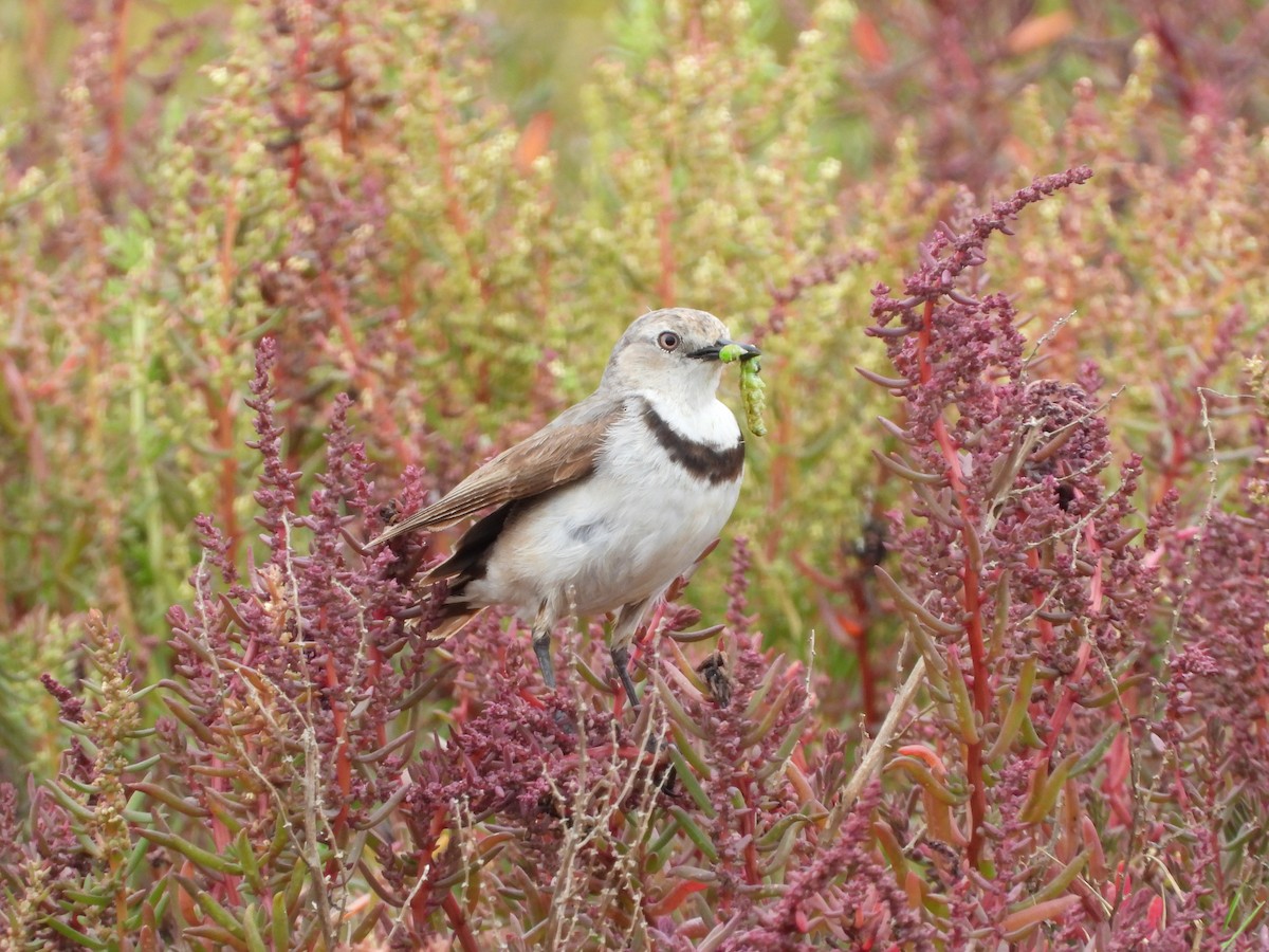 White-fronted Chat - ML646545665