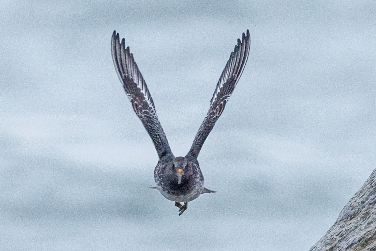 Побережник морський - ML646545667