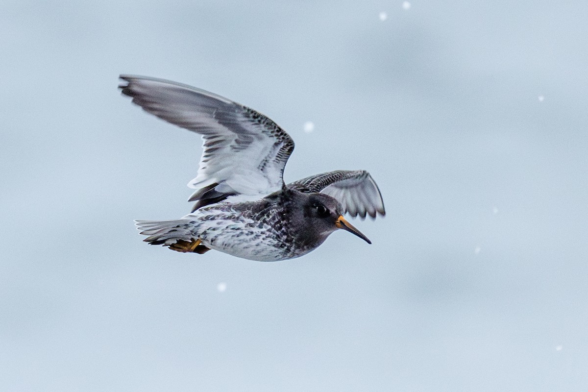 Побережник морський - ML646545669