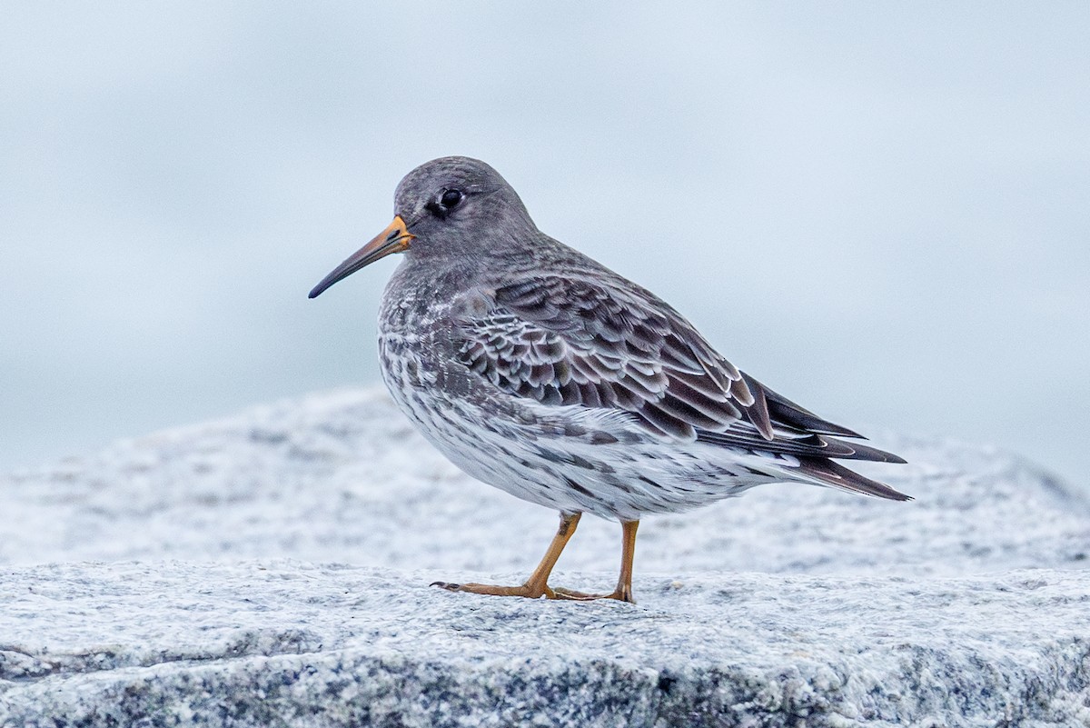 Побережник морський - ML646545670
