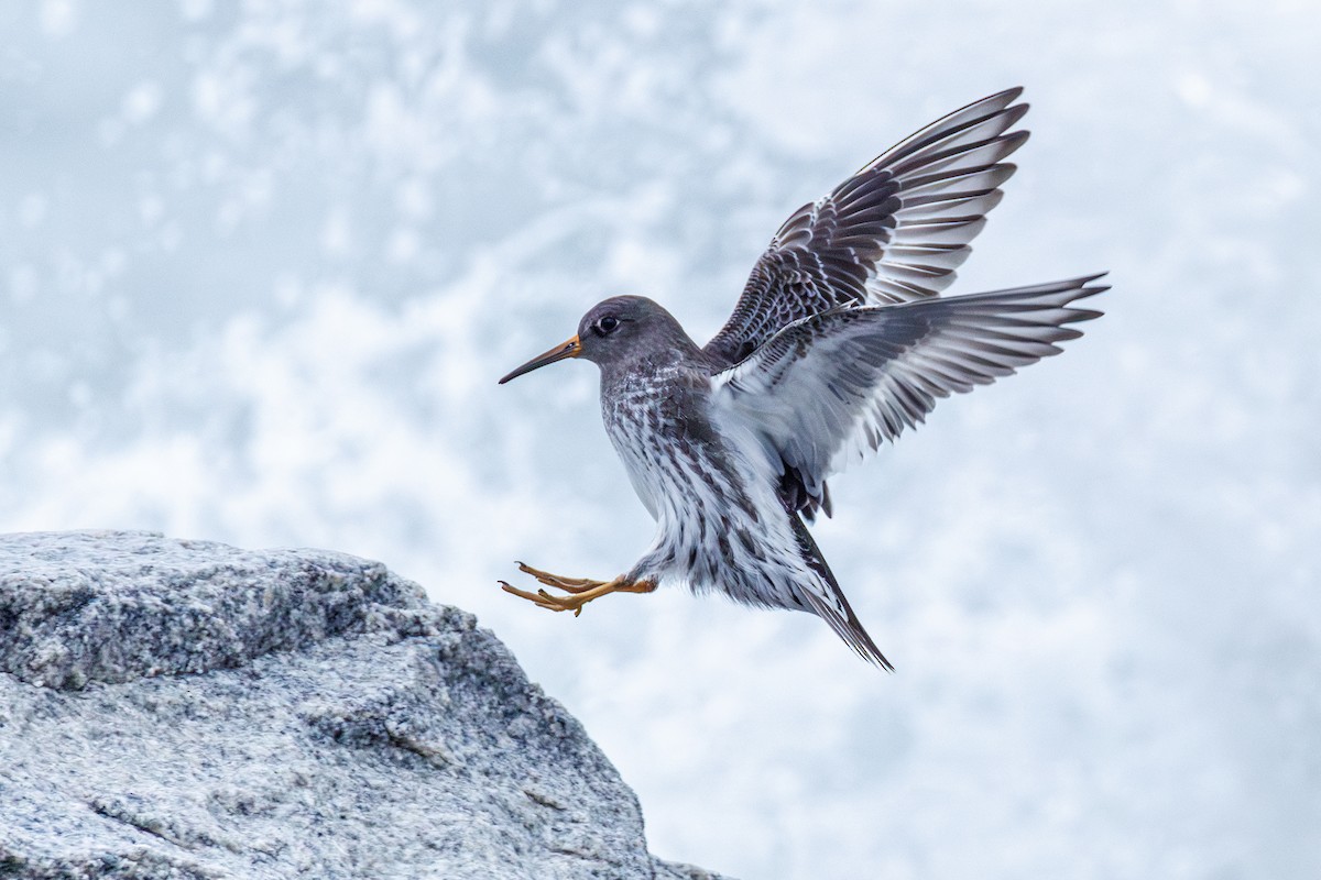 Побережник морський - ML646545673