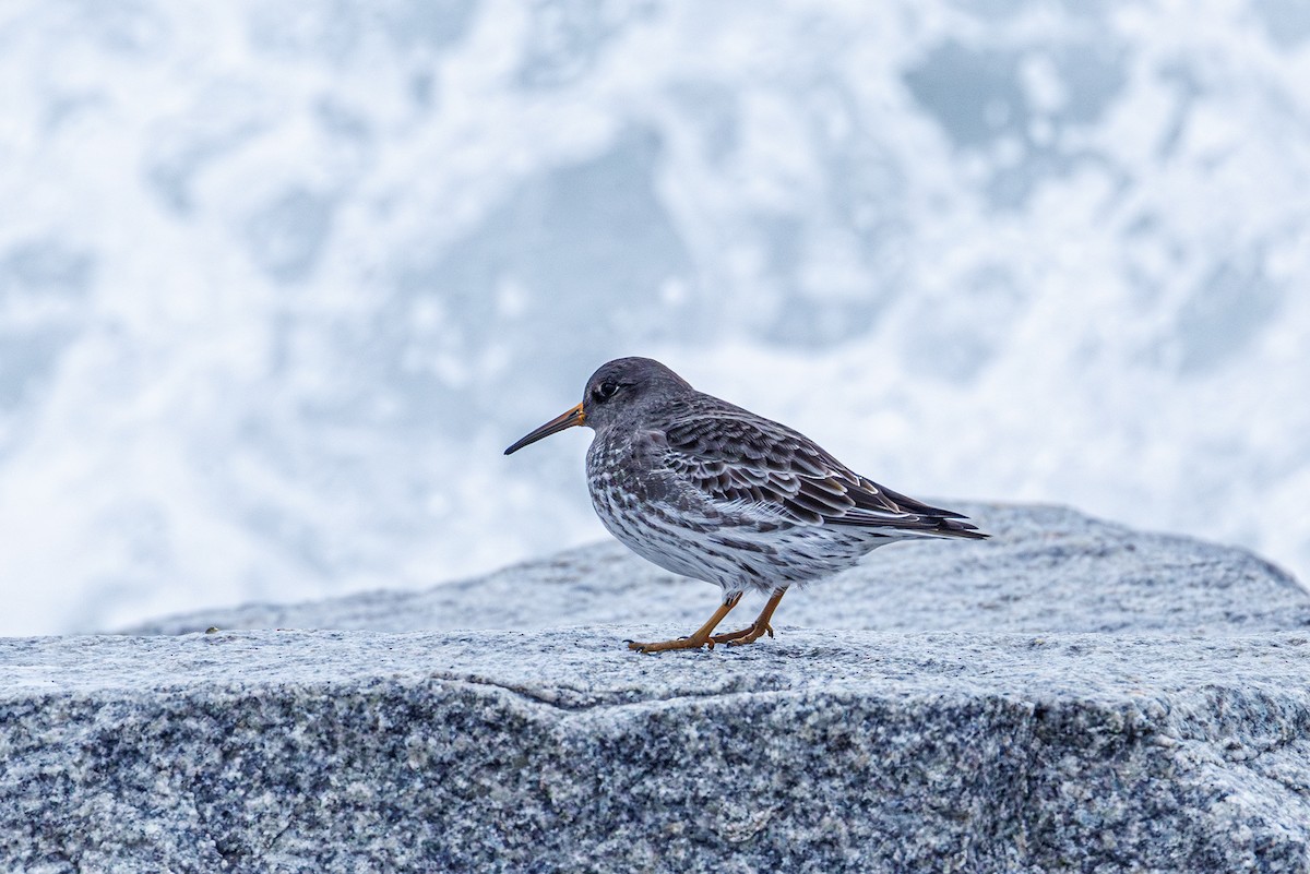 Побережник морський - ML646545674