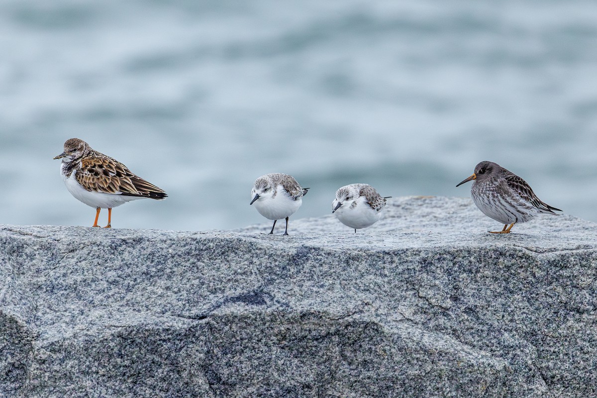 Побережник морський - ML646545675