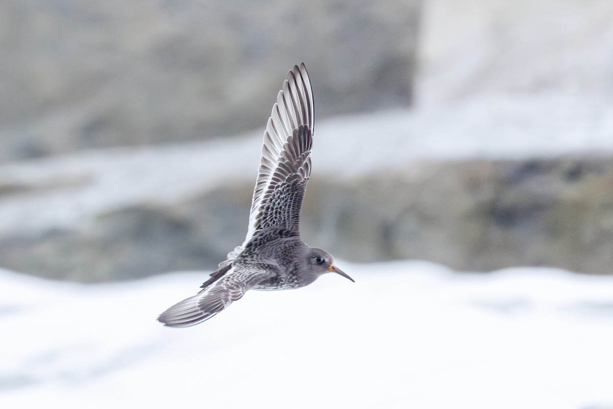 Побережник морський - ML646545676