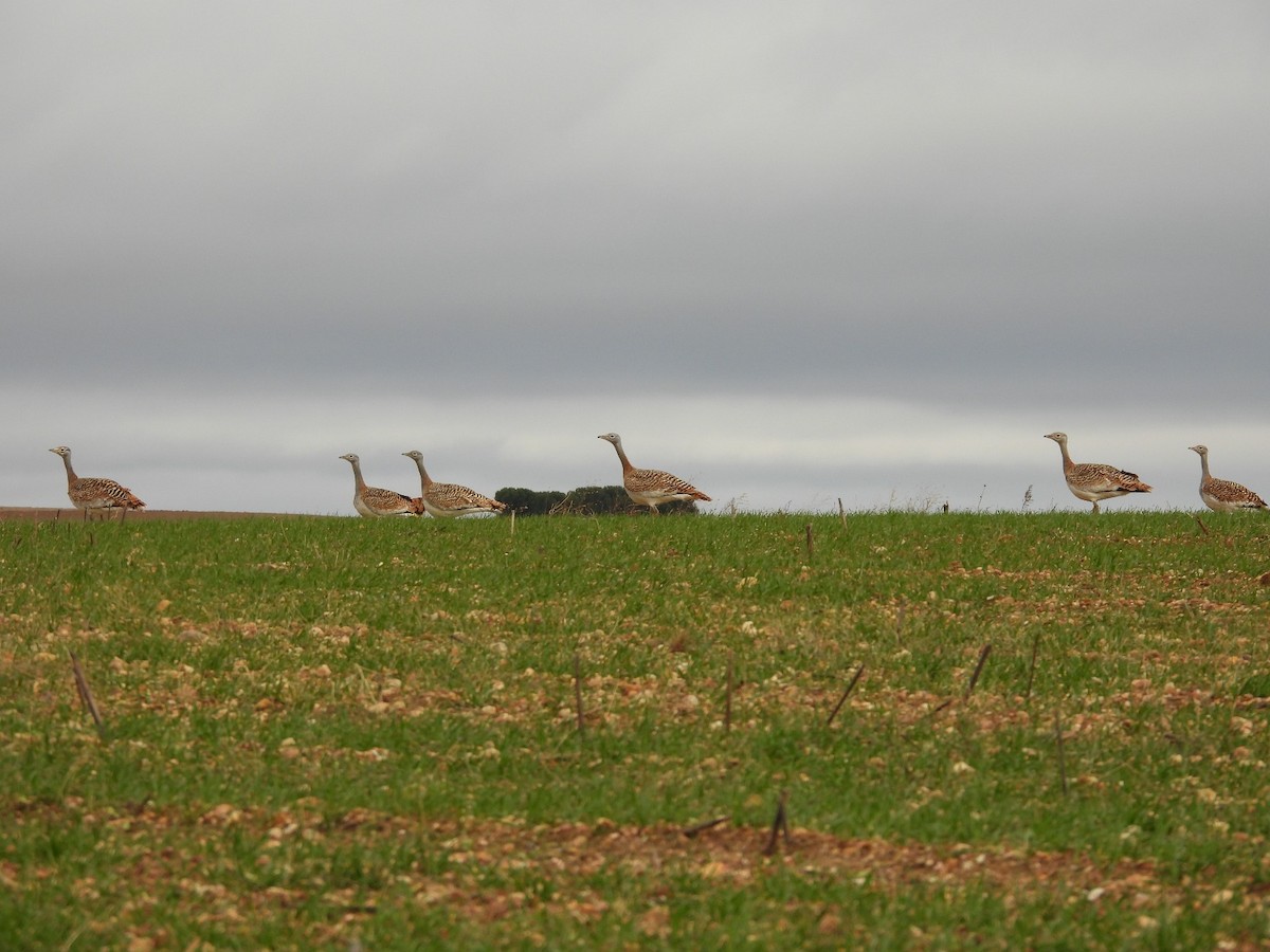 Great Bustard - ML646545677